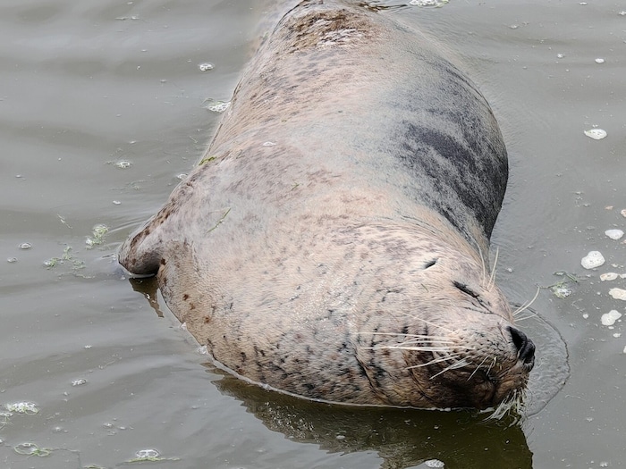 Eine glückliche Robbe auf Sylt.