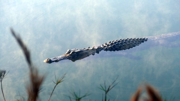 Ein Alligator im morgendlichen Nebel – aufgenommen in Florida.