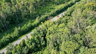 Österreichs Wälder kämpfen unter anderem mit längeren Trockenperioden und dem Borkenkäfer ...