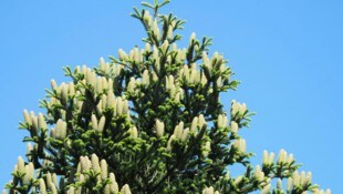 Wenn die Tanne wieder Krone trägt, dann wächst nicht nur ein Baum, sondern ein Stück Hoffnung ...
