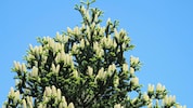 Wenn die Tanne wieder Krone trägt, dann wächst nicht nur ein Baum, sondern ein Stück Hoffnung ...