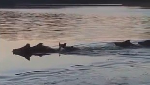Statt Elch Emil kühlte sich eine Rotte Wildschweine im Ottensteiner Stausee ab.