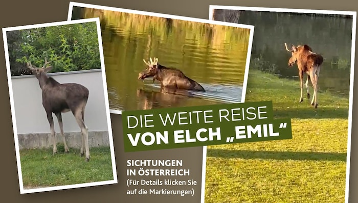 Mit seiner Reise durch Niederösterreich hat „Emil“ die Herzen der Österreicher erobert.