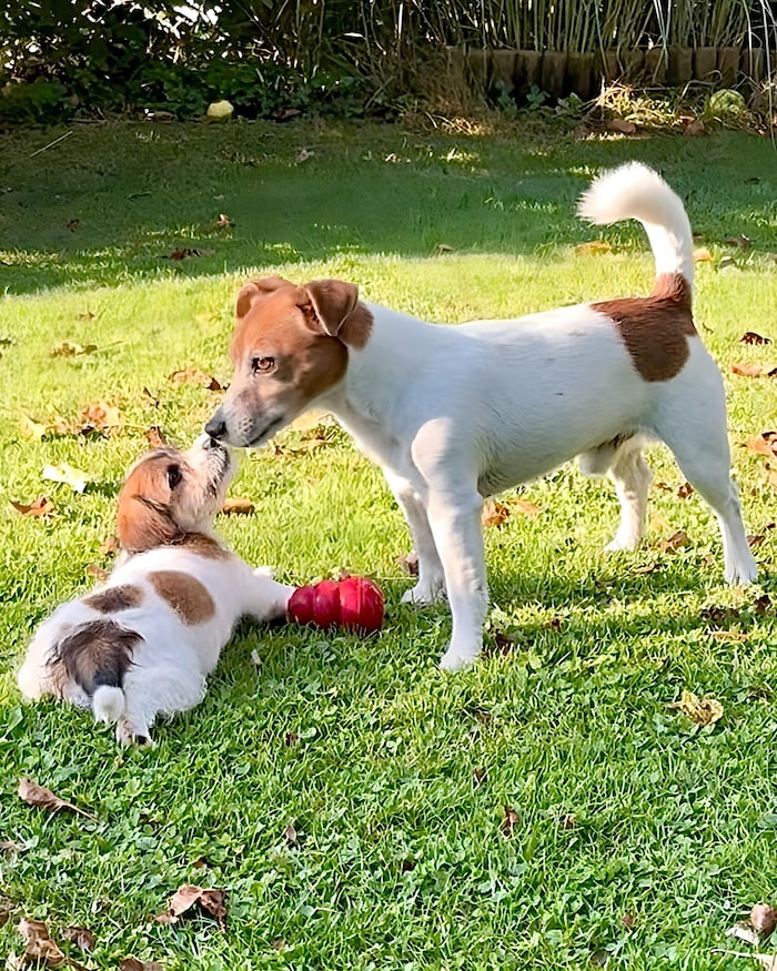 „Joppy“ hat jetzt eine kleine Schwester: „Jippy“ zog nun bei den Brezinas ein.