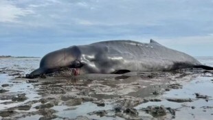Auf der Nordsee-Insel Sylt ist ein junger Schnabelwal angetrieben. Es gelang nicht mehr, ihn ins ...