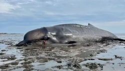 Auf der Nordsee-Insel Sylt ist ein junger Schnabelwal angetrieben. Es gelang nicht mehr, ihn ins ...