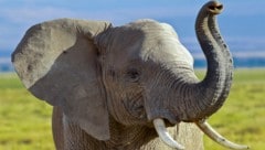 Ein Elefant im Amboseli-Nationalpark im Süden Kenias (Archivbild).
