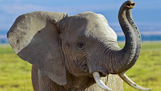 Ein Elefant im Amboseli-Nationalpark im Süden Kenias (Archivbild).
