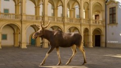 Auf diesem Bild marschiert „Emil“ durch den Innenhof des steirischen Landhauses in Graz.