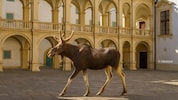 Auf diesem Bild marschiert „Emil“ durch den Innenhof des steirischen Landhauses in Graz.