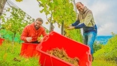 Bei der Weinlese auf der Ried Seewiese war „Krone“-Redakteur Alexander Schwab (links) im Vorjahr ...
