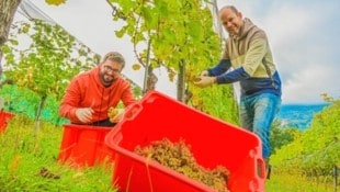 Bei der Weinlese auf der Ried Seewiese war „Krone“-Redakteur Alexander Schwab (links) im Vorjahr ...