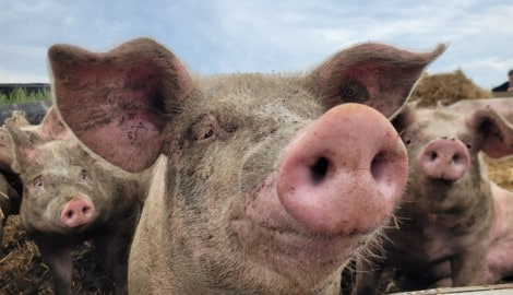 Symbolfoto: das unvorstellbare Leid der Schweine in Niederösterreich steht sinnbildlich für das ...