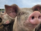 Tierquäler-Woche in Kärnten: Auf einen Bauern, dessen Kühe verhungerten, folgt ein Landwirt, ...