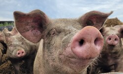 Der Verein gegen Tierfabriken (VGT) will mithilfe der Wissenschaft das Glück der Tiere beweisen ...