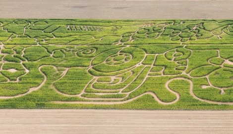 Das größte Bio-Mais-Labyrinth Europas steht derzeit im Waldviertel (auf das Bild klicken!).