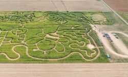 Das größte Bio-Mais-Labyrinth Europas steht derzeit im Waldviertel (auf das Bild klicken!).