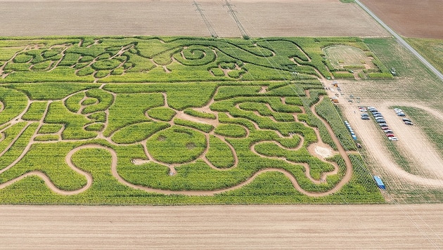 Das größte Bio-Mais-Labyrinth Europas steht derzeit im Waldviertel (auf das Bild klicken!).