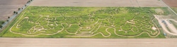 Das größte Bio-Mais-Labyrinth Europas steht derzeit im Waldviertel (auf das Bild klicken!).