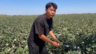 Dana Bek von den hiesigen Minderheiten arbeitet in einem Baumwollfeld in Xinjiang.