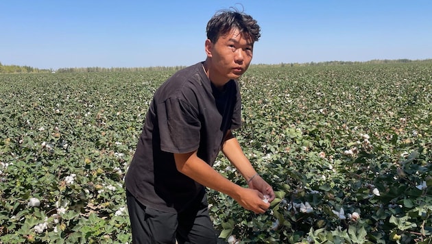 Dana Bek von den hiesigen Minderheiten arbeitet in einem Baumwollfeld in Xinjiang.