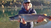 Ein Huchen – dieser Fisch lebt in der Möll, ist aber gefährdet.