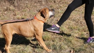 Ein Spaziergänger wurde Opfer einer Hundeattacke (Symbolbild).