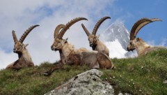 Steinböcke dürften die Übeltäter gewesen sein (Symbolbild).