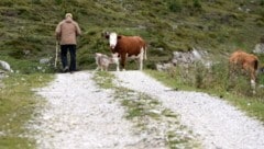 Die Mutterkühe hatten es auf die Wanderer und ihren Hund abgesehen (Symbolbild).
