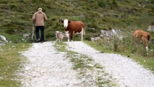 Die Mutterkühe hatten es auf die Wanderer und ihren Hund abgesehen (Symbolbild).