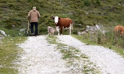 Die Mutterkühe hatten es auf die Wanderer und ihren Hund abgesehen (Symbolbild).