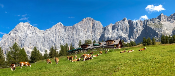 Die Kuhattacke ereignete sich am Fuße des Dachsteins (Symbolbild).