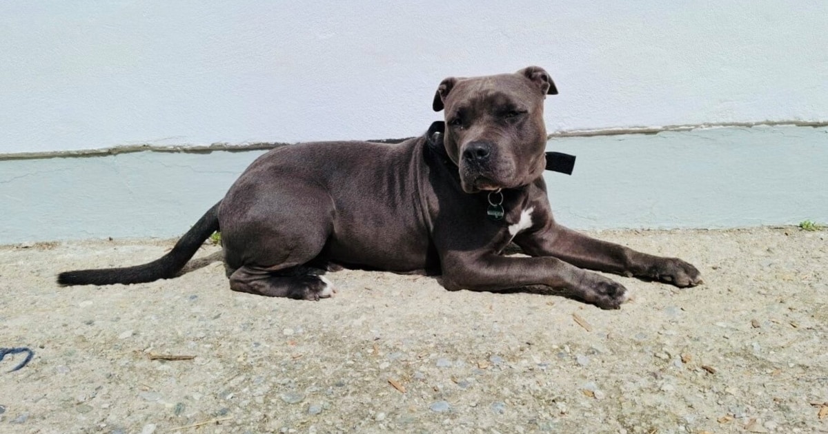 Traumplatz gesucht - Frau gibt Hund ab, um eigene Zukunft zu ...