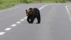 In Japan wagen sich immer öfter Bären in bewohnte Gebiete vor.