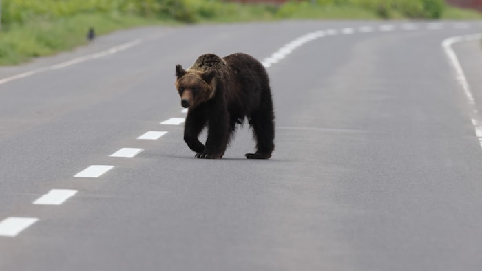 Besonders Jungtiere verlieren immer öfter die Scheu vorm Menschen.