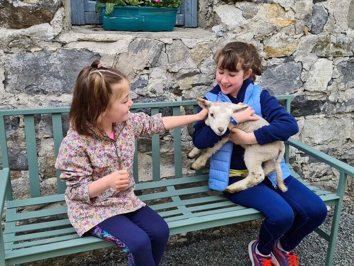 Glengowla Mines Family Farm Experience Sheep, Connemara, Co Galway