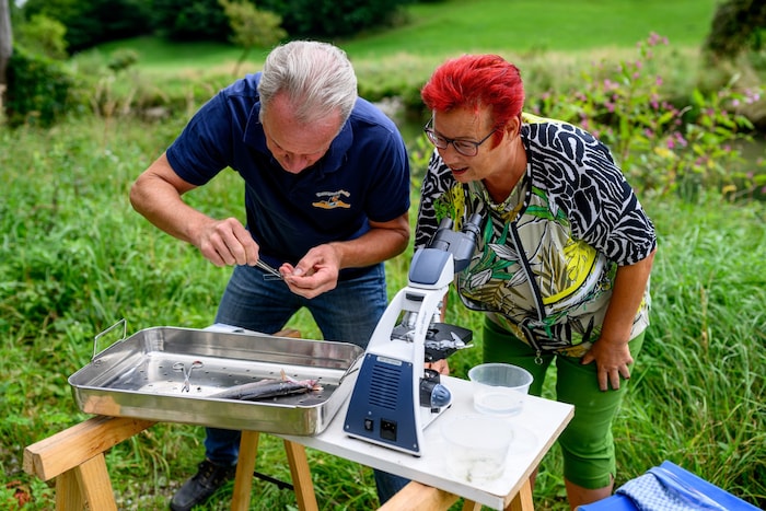 Dr. Heinz Heistinger untersucht als Präsident des Kuratoriums für Fischerei und Gewässerschutz ...