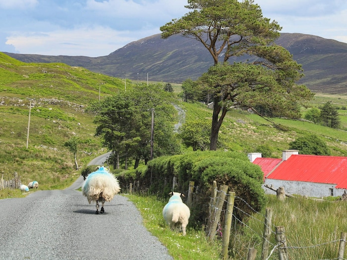 Sheep, Inishowen, Co Donegal