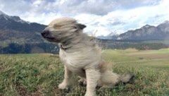 Am Donnerstag können Sturmböen bis zu 100 km/h auftreten.