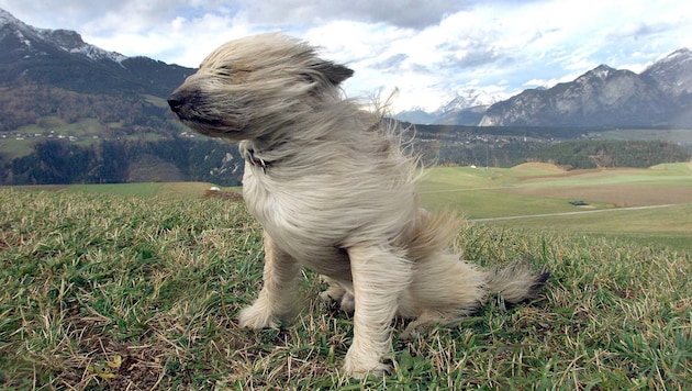 Gusts of up to 100 km/h may occur on Thursday.