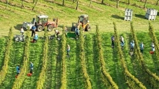 Die Produktionskosten steigen, gleichzeitig wird weniger Wein getrunken.