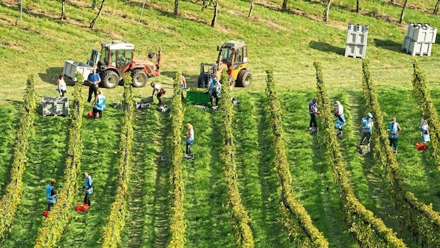 Die Produktionskosten steigen, gleichzeitig wird weniger Wein getrunken.