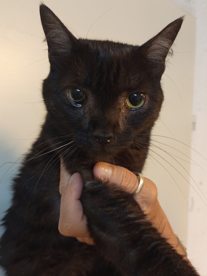 Diese arme Katze wurde ganz verkühlt gefunden
