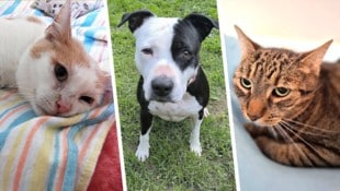 Ob die Katzen Benni und Luigi oder Hündin Suna, sie alle suchen einen schönen Platz zum Leben.