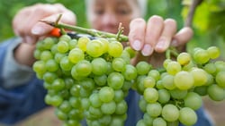 Die Erntemenge dürfte deutlich höher als im Vorjahr ausfallen.