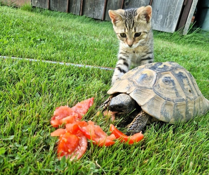 Ein ungewöhnliches Treffen im Garten von Petra F..