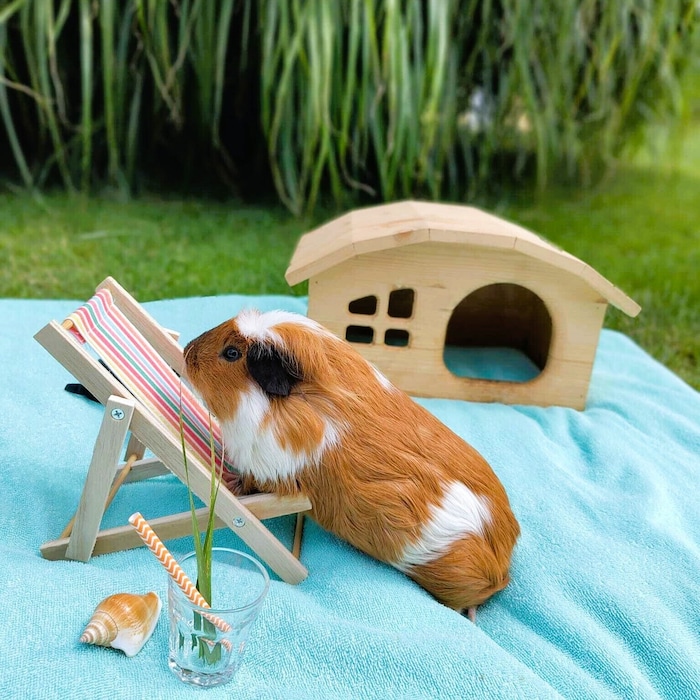 „Henry“ beim Chillen von Martina K.
