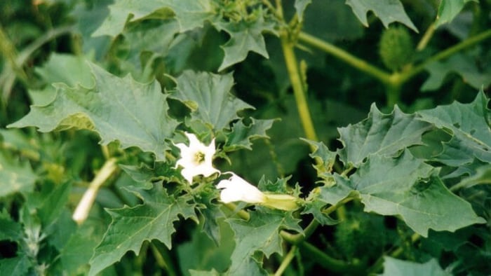 Hochgiftig sind alle Sorten des Gemeinen Stechapfel (Datura stramonium), sie enthalten ...