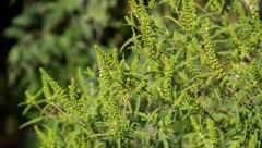 Das eingeschleppte Ragweed löst Allergien und Asthma aus. In der Landwirtschaft führt seine ...