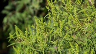 Das eingeschleppte Ragweed löst Allergien und Asthma aus. In der Landwirtschaft führt seine ...